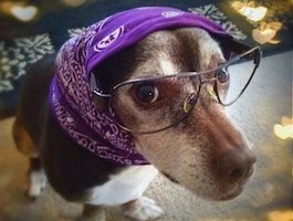Sylvia the astrologer dog