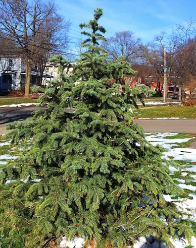 Lowder's Automotive donated a living tree to the Eastside neighborhood, which was decorated by CHAMPS and Peace House youth.