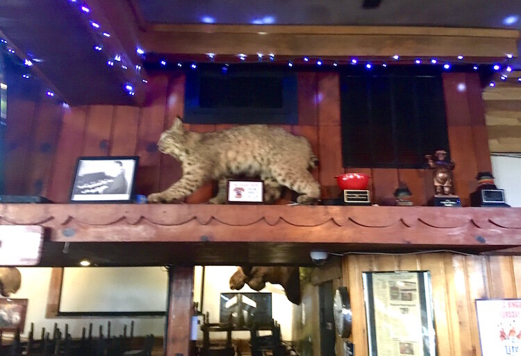 Among the trophies inside Louie’s Trophy House are wall-mounted deer heads and, above the main bar, this stuffed bobcat.