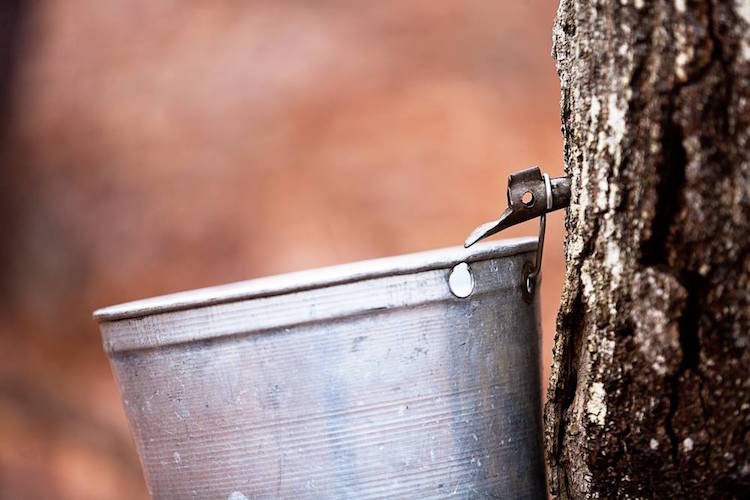 The sap is running at the Kalamazoo Nature Center