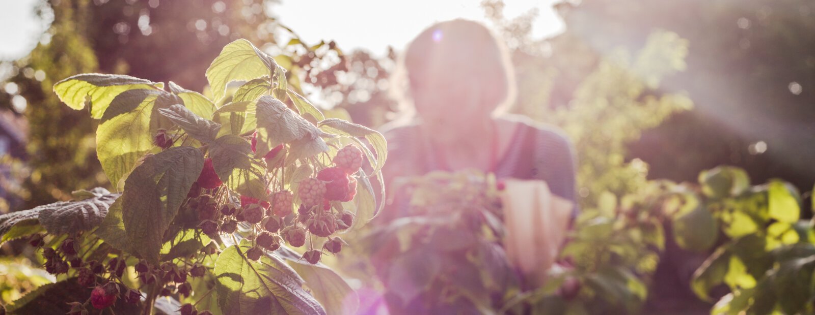 Rasperries ripening in The Vine