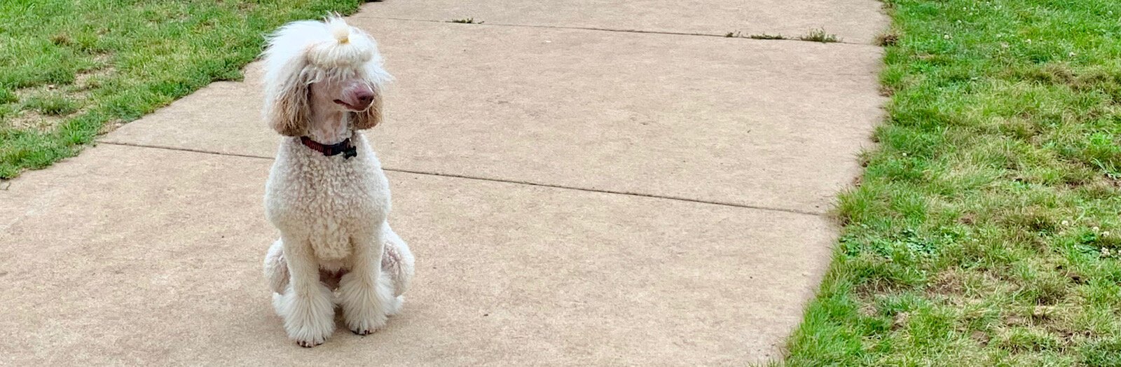 Maisie, the poodle, at Fairmount Dog Park.