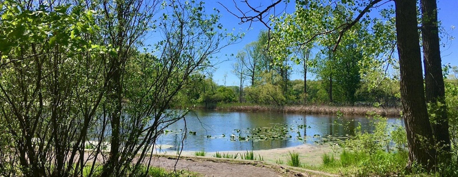 Summer at Asylum Lake