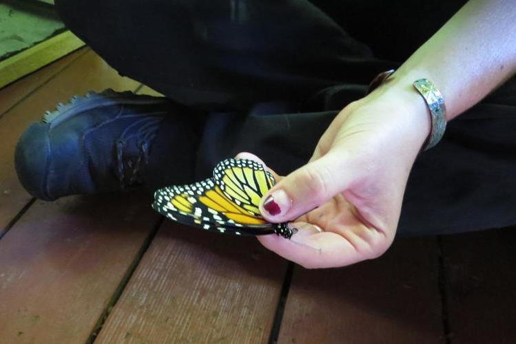 Jen Tagget demonstrates monarch tagging at the Kalamazoo Nature Center