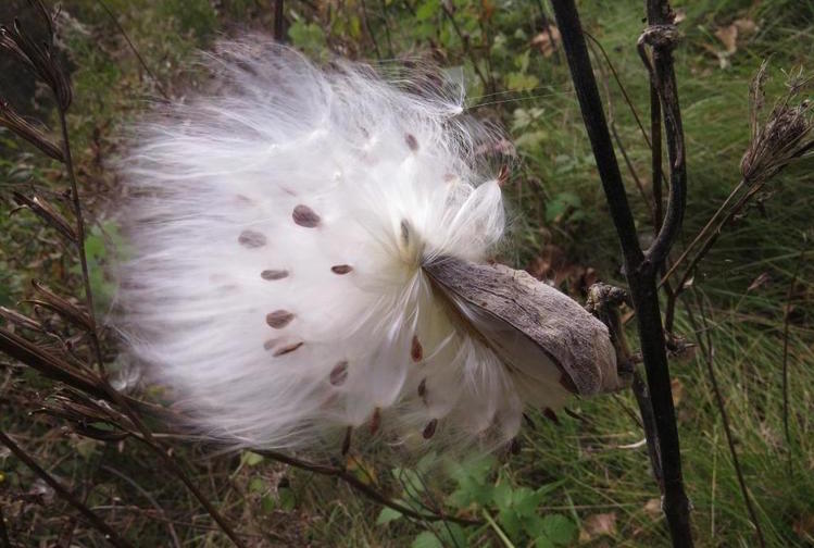 Open milkweed pod along KalHaven trail in Van Buren County.