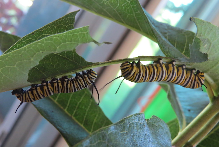 Two of four monarch caterpillars the author raised to adults during August and September