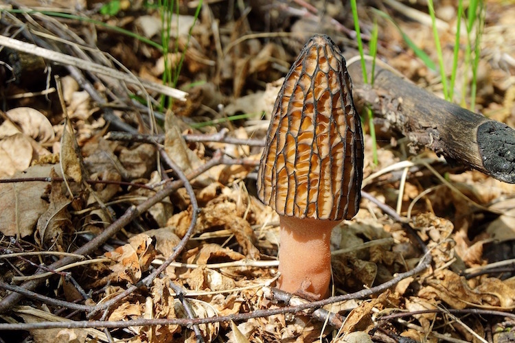 A mushroom emerges from the leaves.