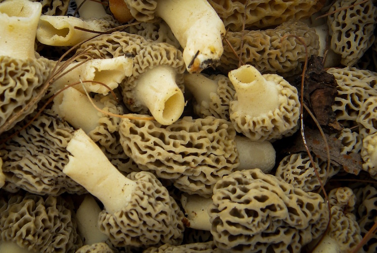 Morels are prized for their delicious flavor.