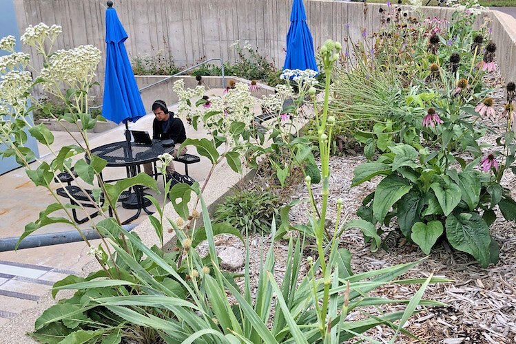 Some of the native landscaping at the Portage District Library.