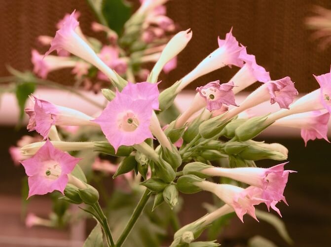 Flowers on a tobacco plant in the greenhouse,