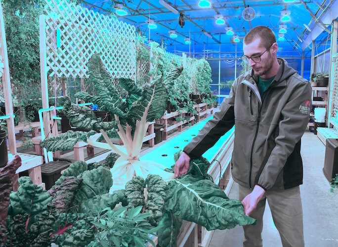 Richard Bussler, an agriculture specialist for the Nottawaseppi Huron Band of the Potawatomi, shows a variety of Swiss chard in the greenhouse.