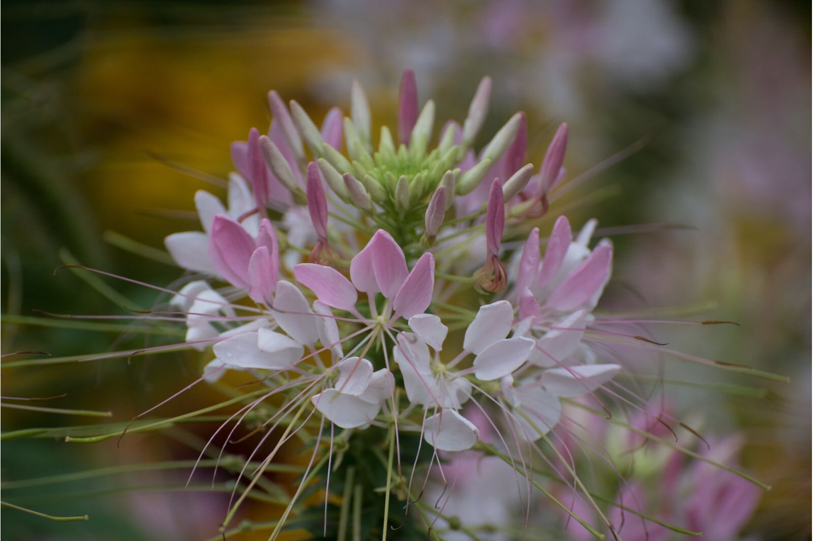 Native tall grass, shrubs and other plants will border the site.