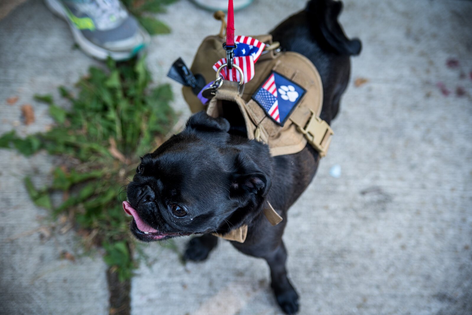 There were dogs that turned out for the celebration of the Edison Neighborhood Celebration of National Night Out 2022. Photo by Fran Dwight.