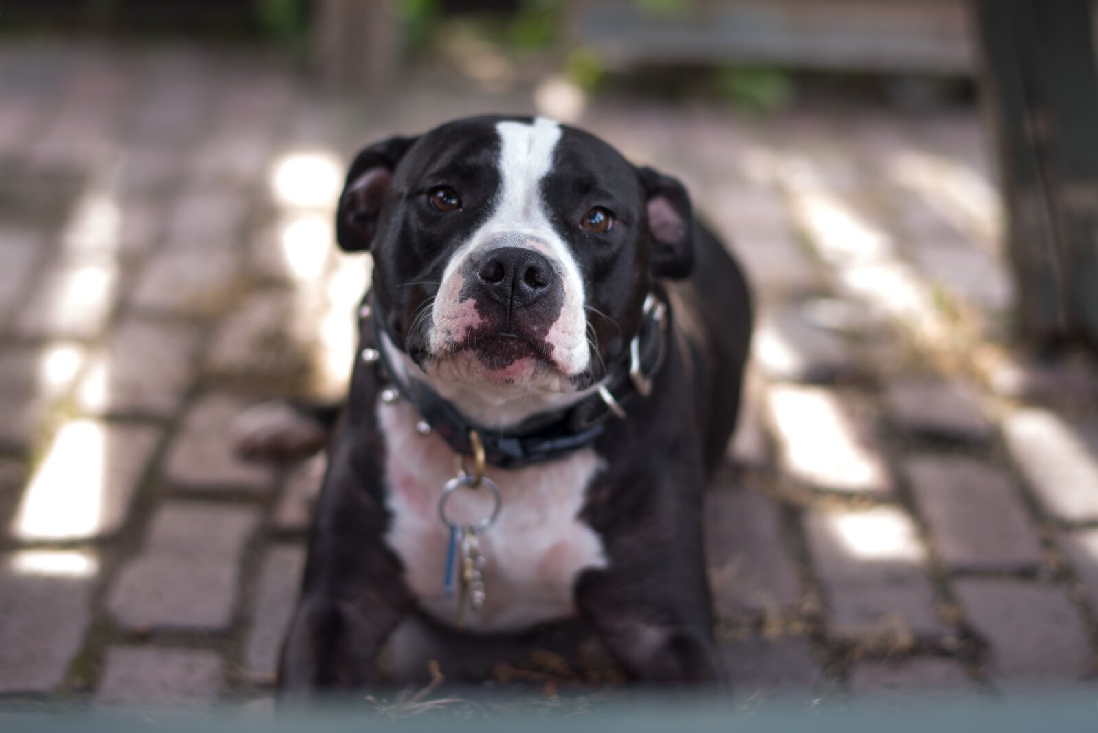 Remy, a boisterous pitbull, seems to love everybody.