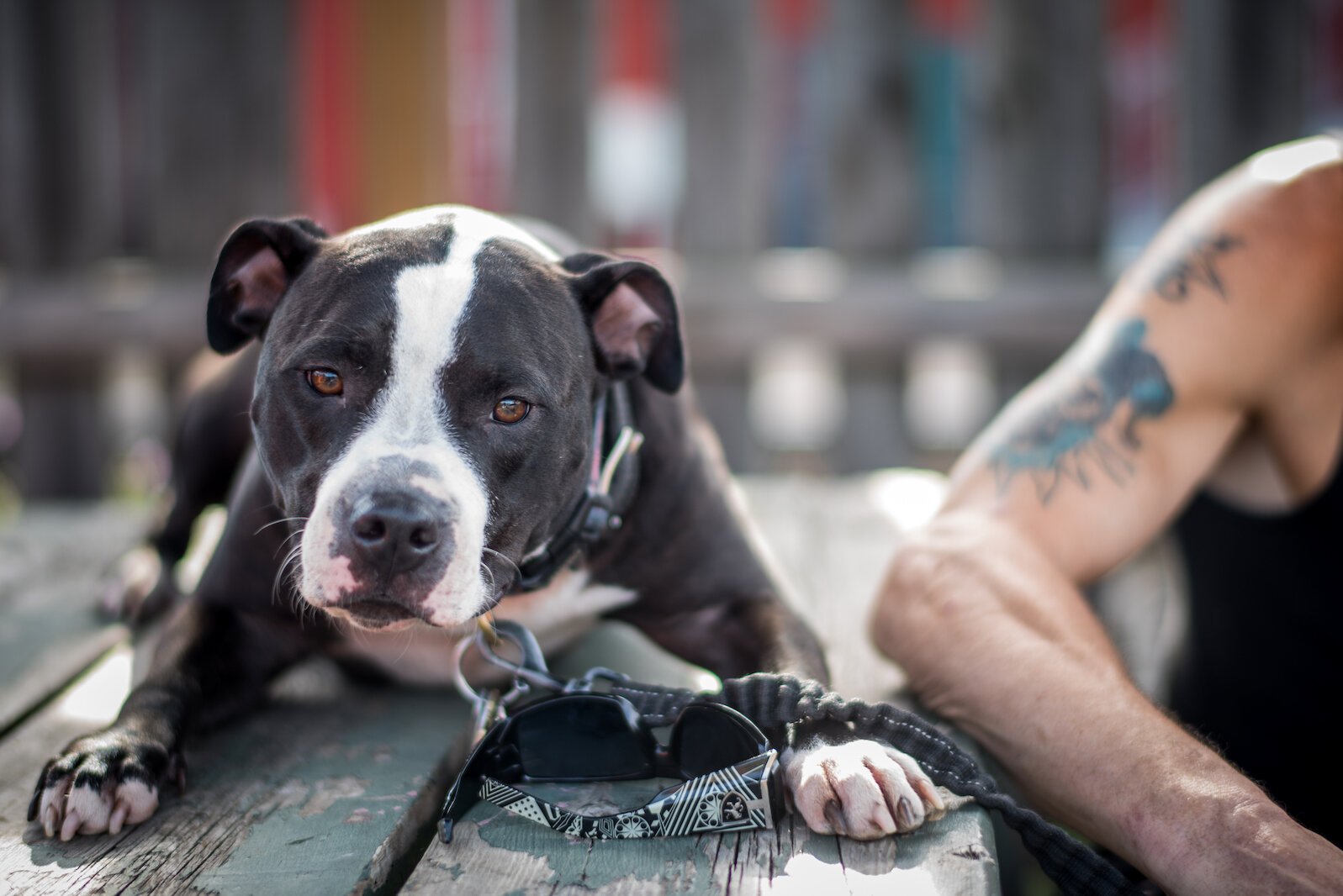 Remy, a boisterous pitbull, seems to love everybody.