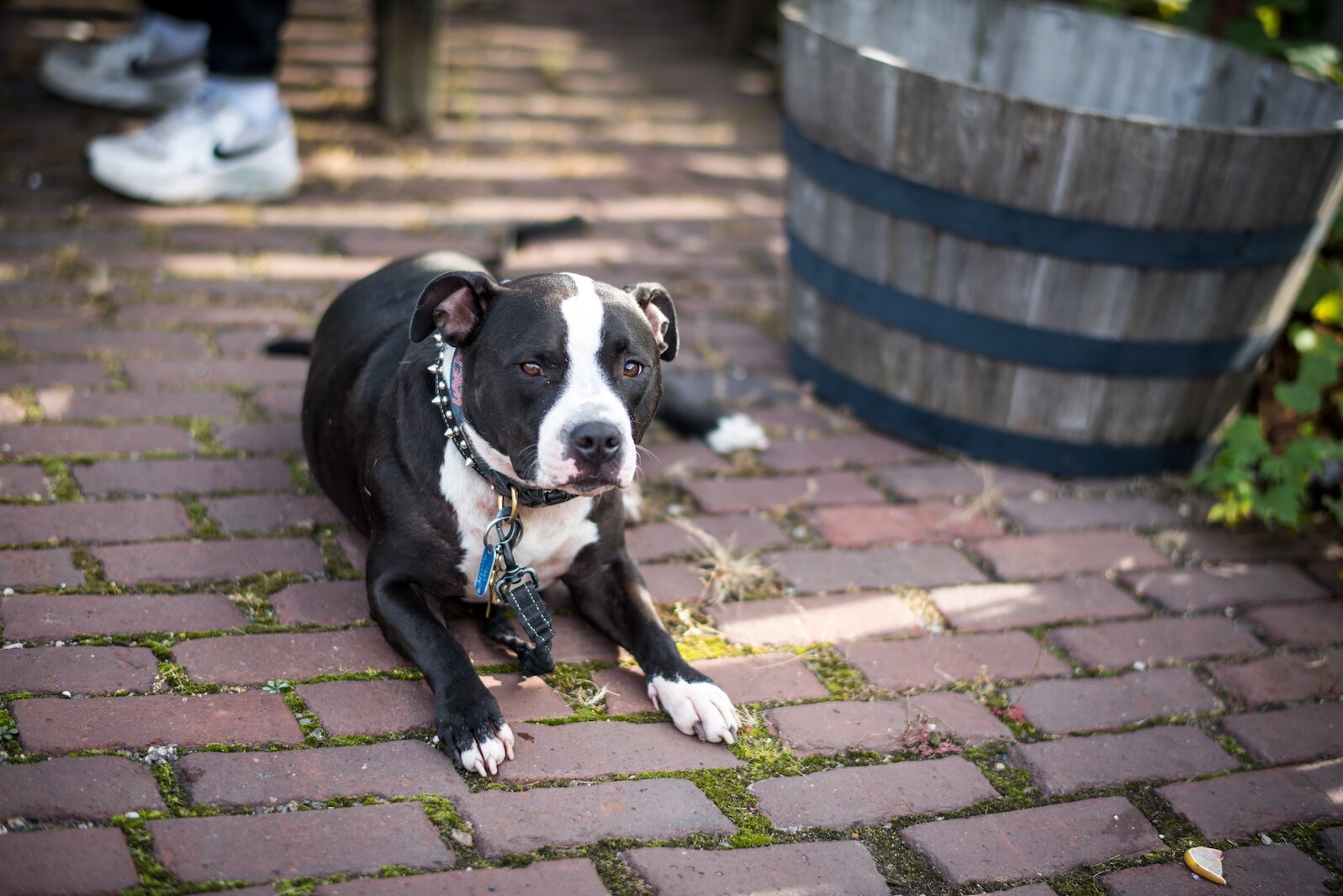 In the Old Dog Tavern courtyard Remy ran around smelling everything.