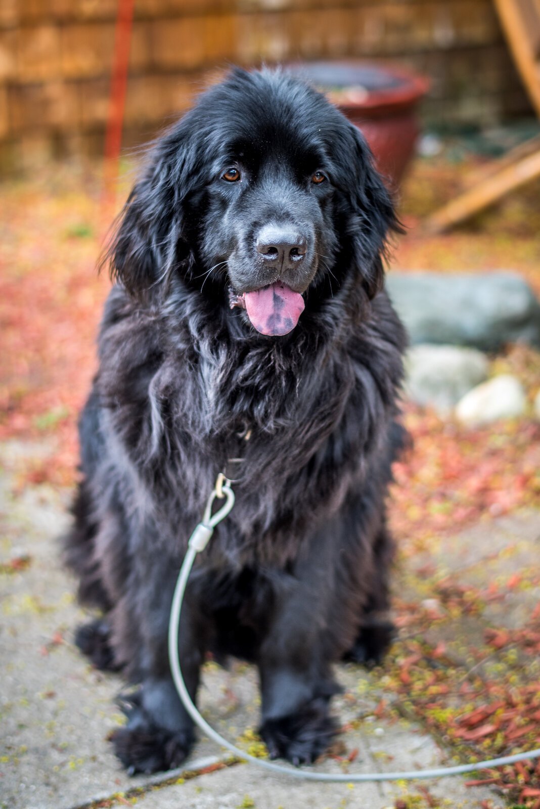 Gus, a Newfoundland dog in the neighborhood is owned by Jean Ogilvie.