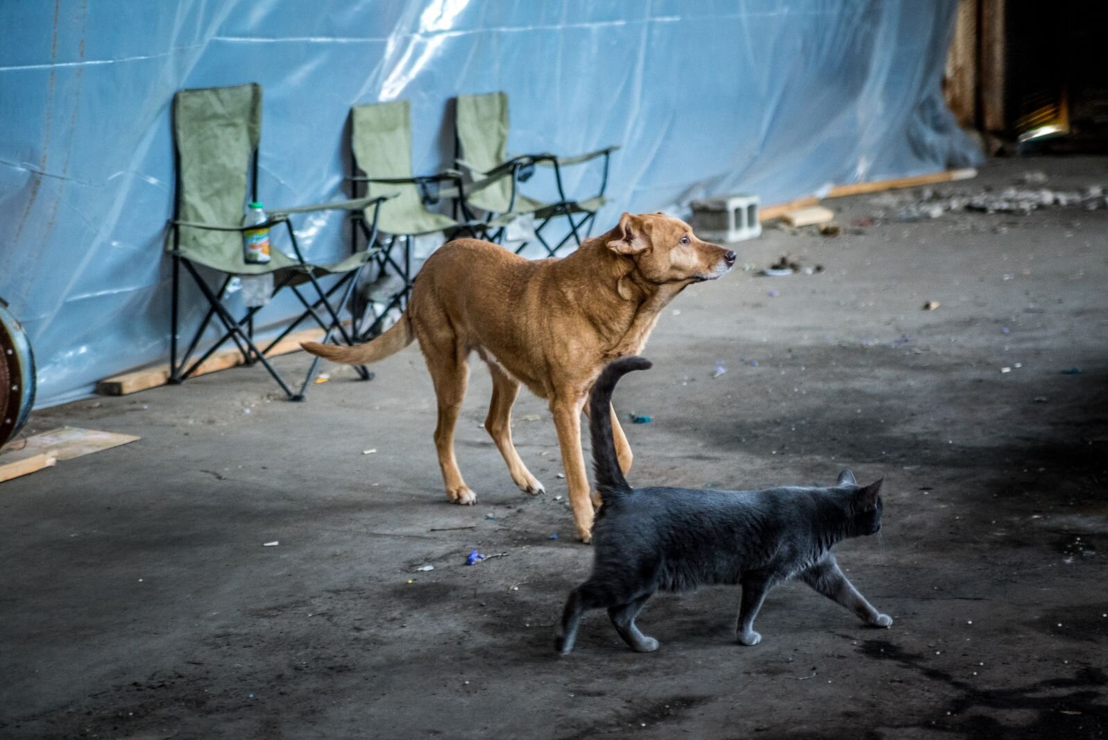 Mathew Schmidt's dog and cat inside the Wax Factory building, at 1809 Reid St., is just south of Jerico, a burgeoning cluster of entrepreneurs, artisans and crafts people in the 1500 block of Fulford Street.