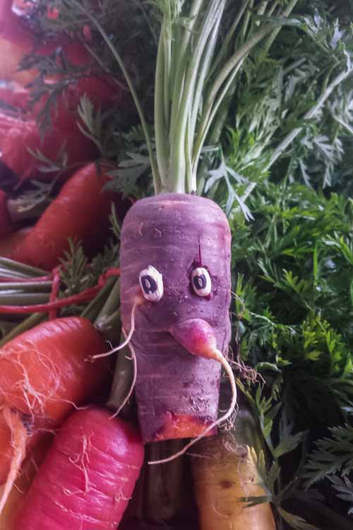 Student can learn to enjoy their veggies