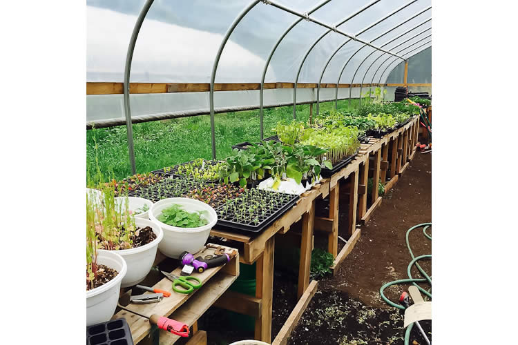 Growing veggies at a school hoop house 