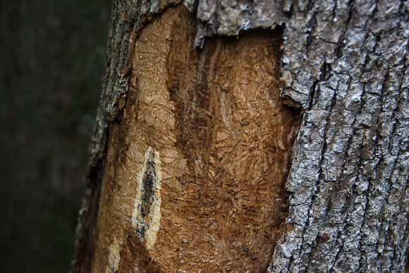 An example of tree damage 