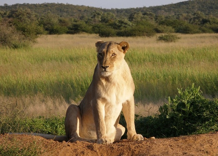 Lions will be on exhibit at the Binder Park Zoo