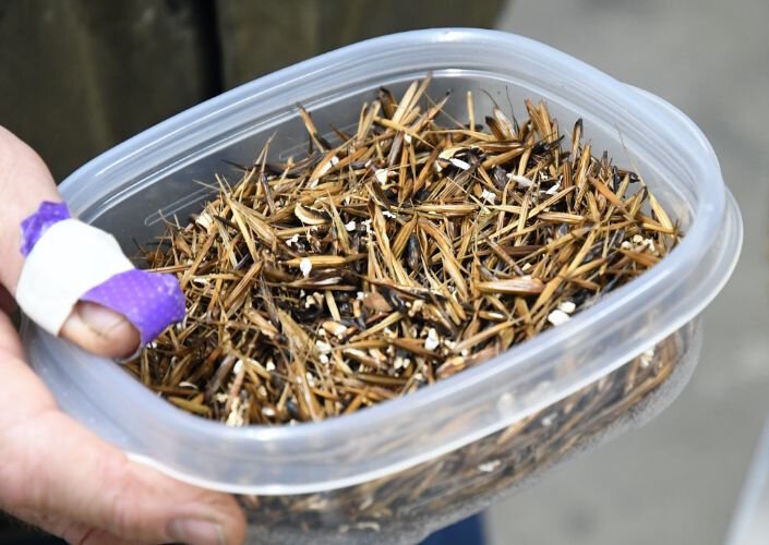 Parched wild rice awaiting threshing. Some of the wild rice grains have “popped” and are considered a delicacy shared at the wild rice camp.