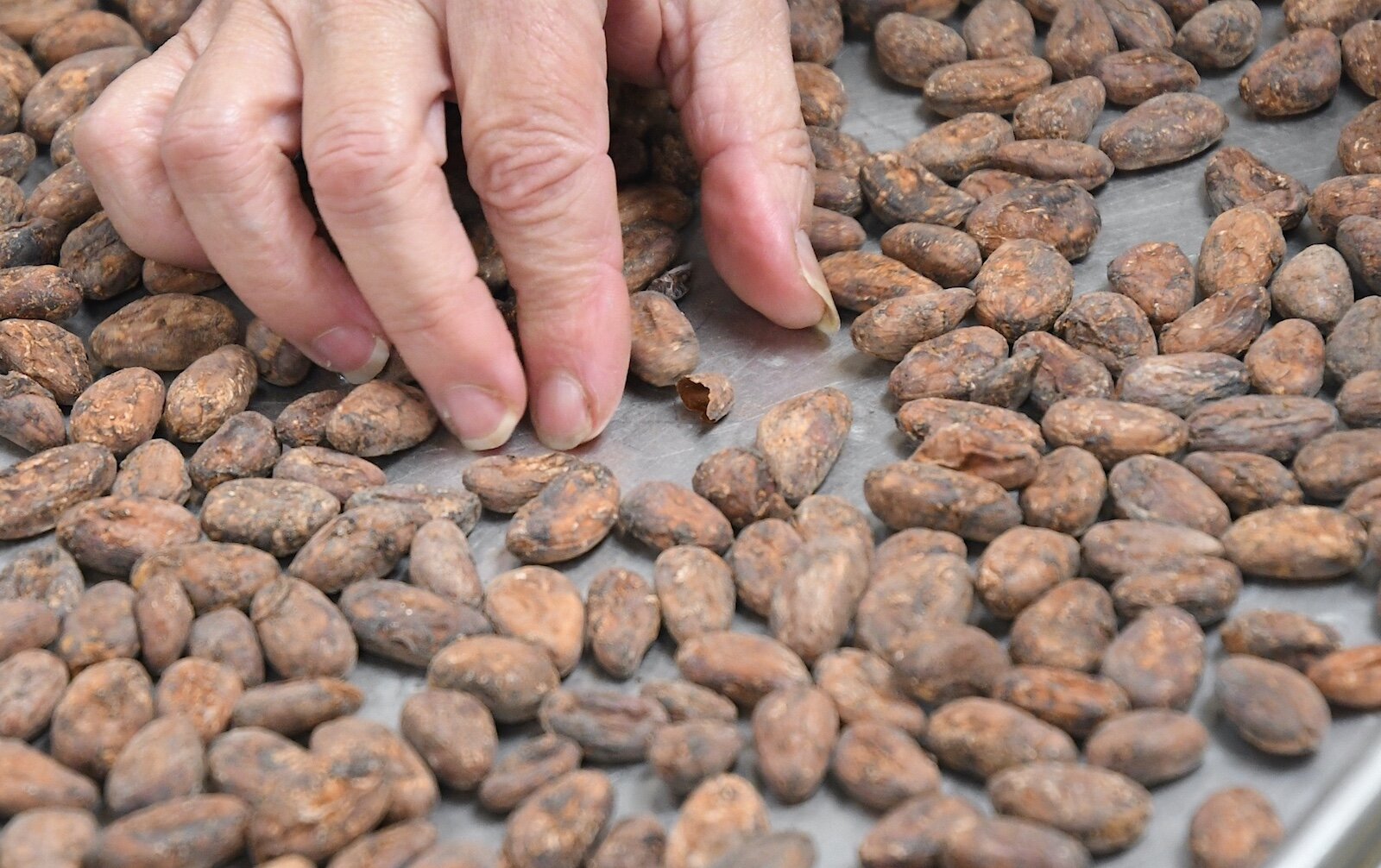 Karen Pacella sorts through raw cacao beans prior to roasting.