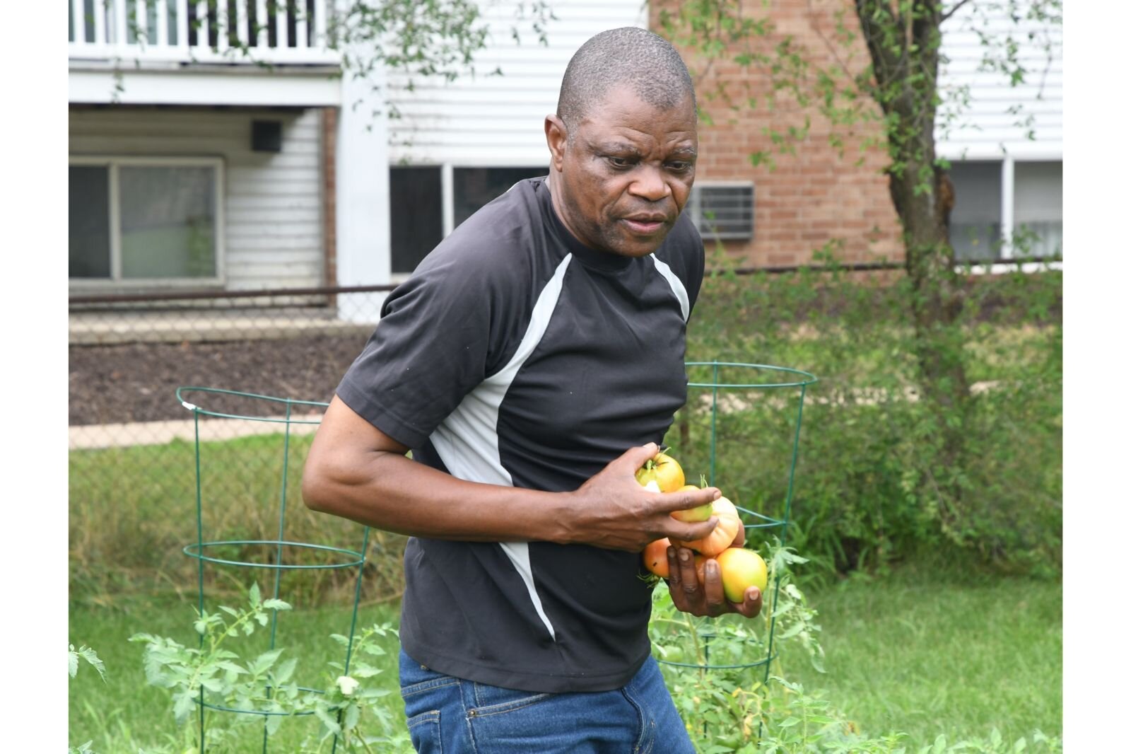 Mbuto Kabumba collects tomatoes in the garden at Trinity Lutheran Church.