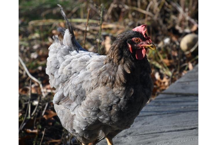 A Fluffy Butt Farms rooster