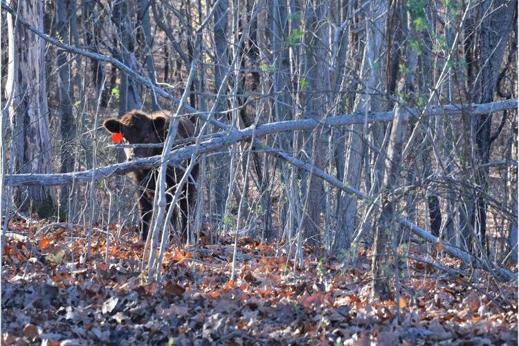 A calf roams through the forest at Fluffy Butt Farms.