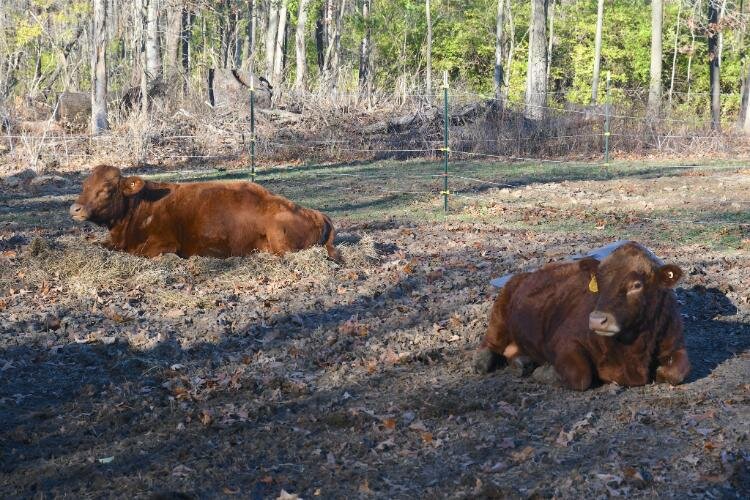 Fluffy Butt Farms employs electric fences to corral and protect its animals.