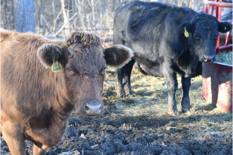 Cows at Fluffy Butt Farms