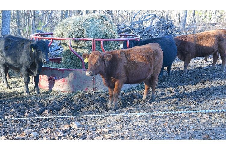 Fluffy Butt Farms employs electric fences to corral and protect its animals.