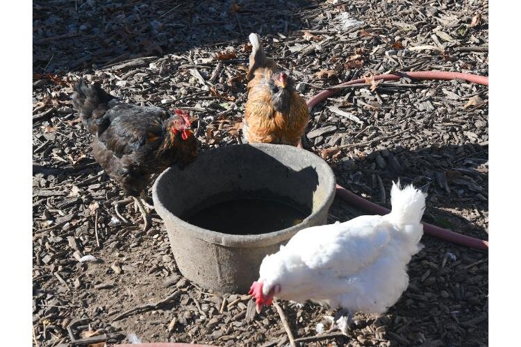 Chickens at Fluffy Butt Farms