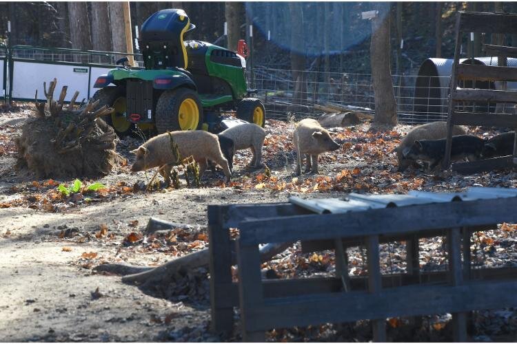 Pigs roam the grounds at Fluffy Butt Farms.