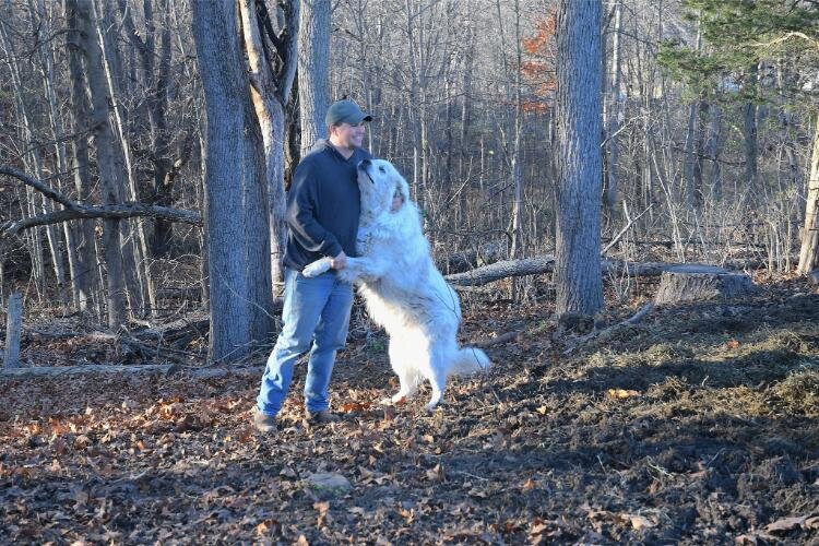 Chris Wolters and Amos one of the farm’s Great Pyrenees dogs which guard the animals on the farm.