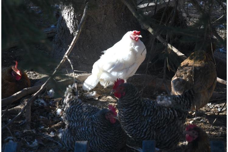 Fluffy Butt Farms has several varieties of chickens.