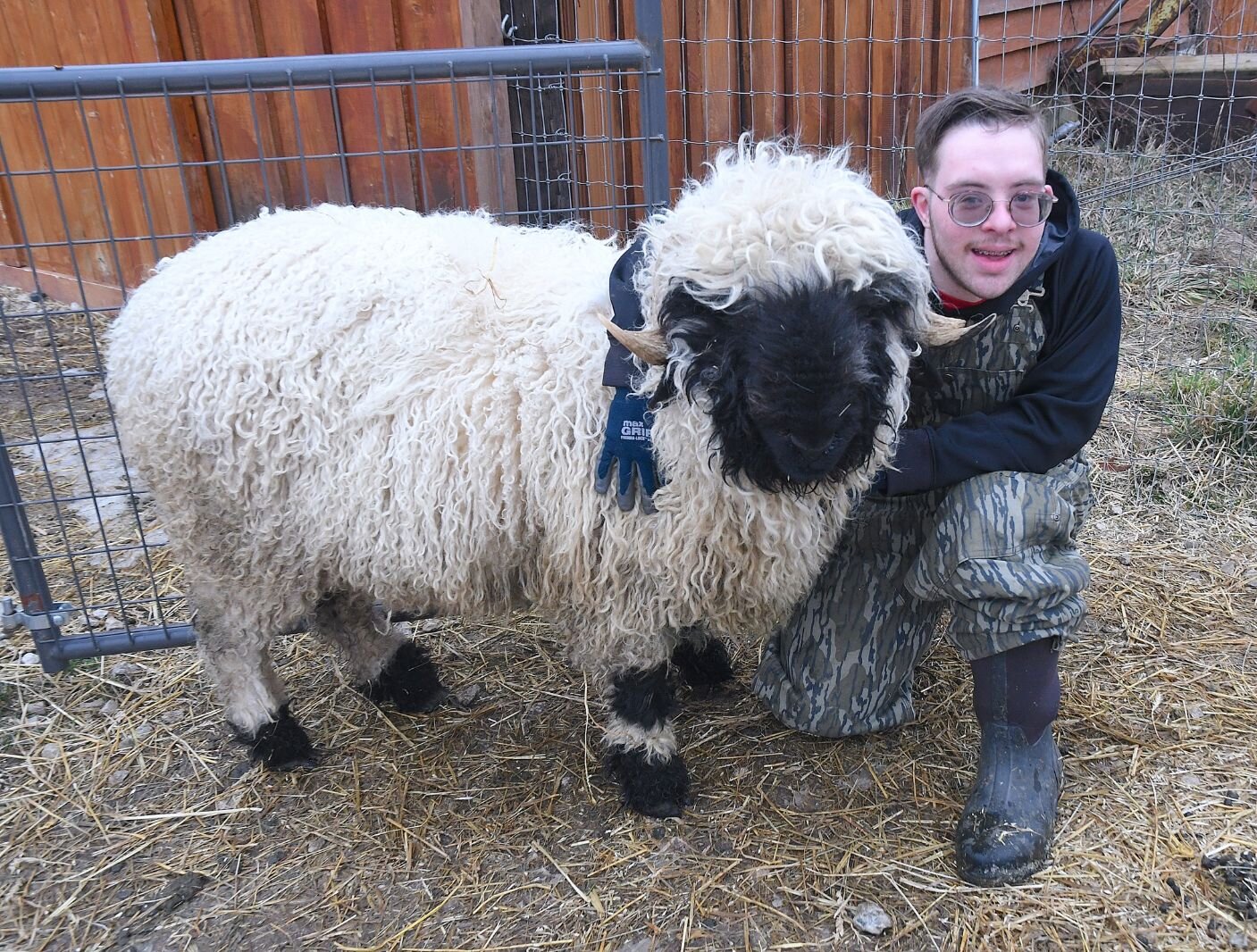 Nate Zebolsky poses with Rambo, a Valais Blacknose sheep, who was a grand champion at last year’s Calhoun County Fair.