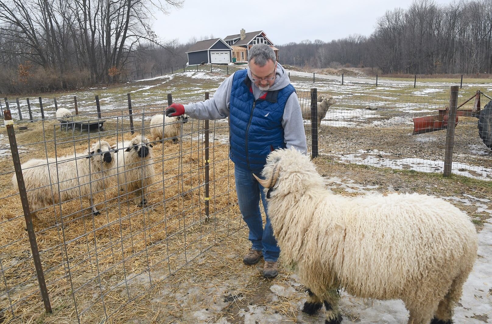 Mike Zebolsky with some of their Valais Blacknose sheep.