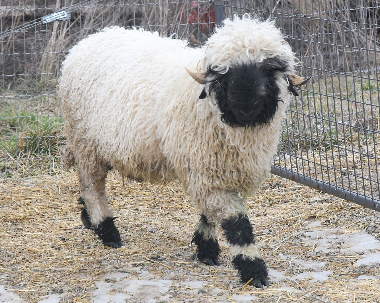 One of the femaie Valais Blacknose sheep