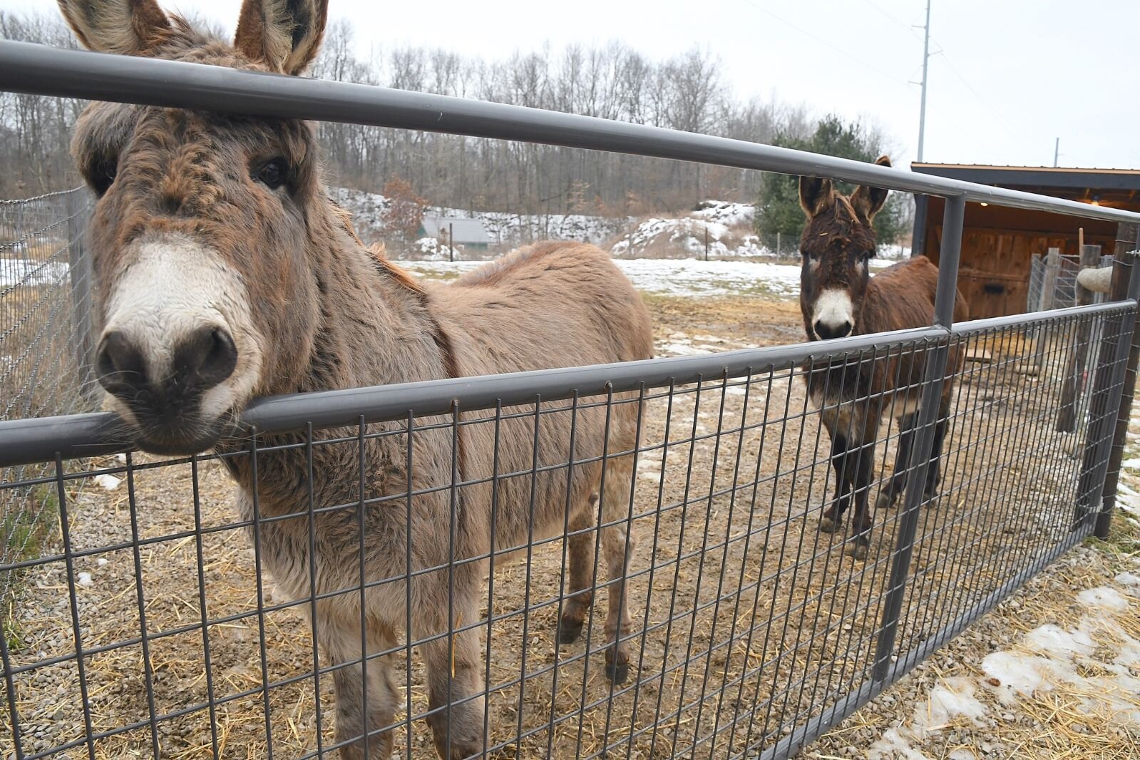 Donkeys help deter coyotes from the sheep at the Zebolsky’s farm.