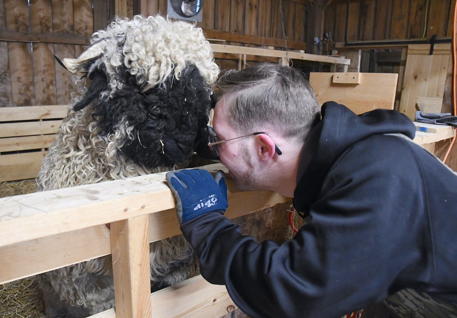 Nate Zebolsky and one of their femaie Valais Blacknose sheep.
