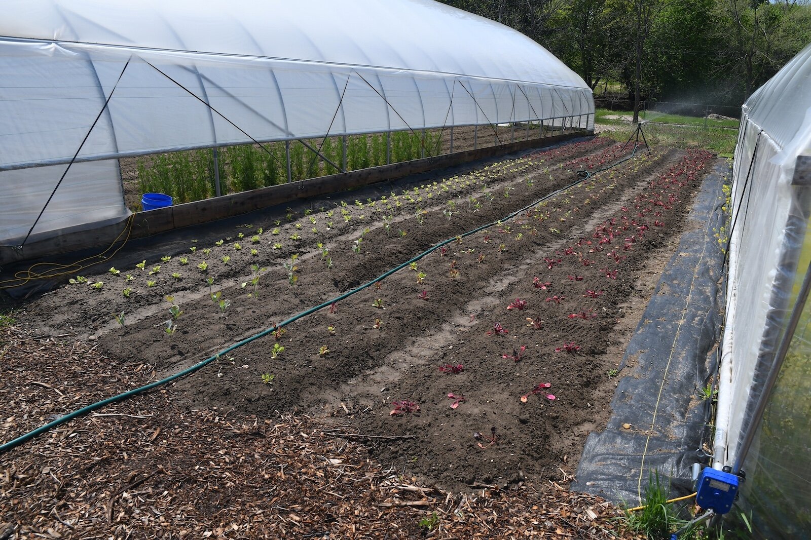 Young plants are irrigated between two hoop houses at Sunlight Gardens.