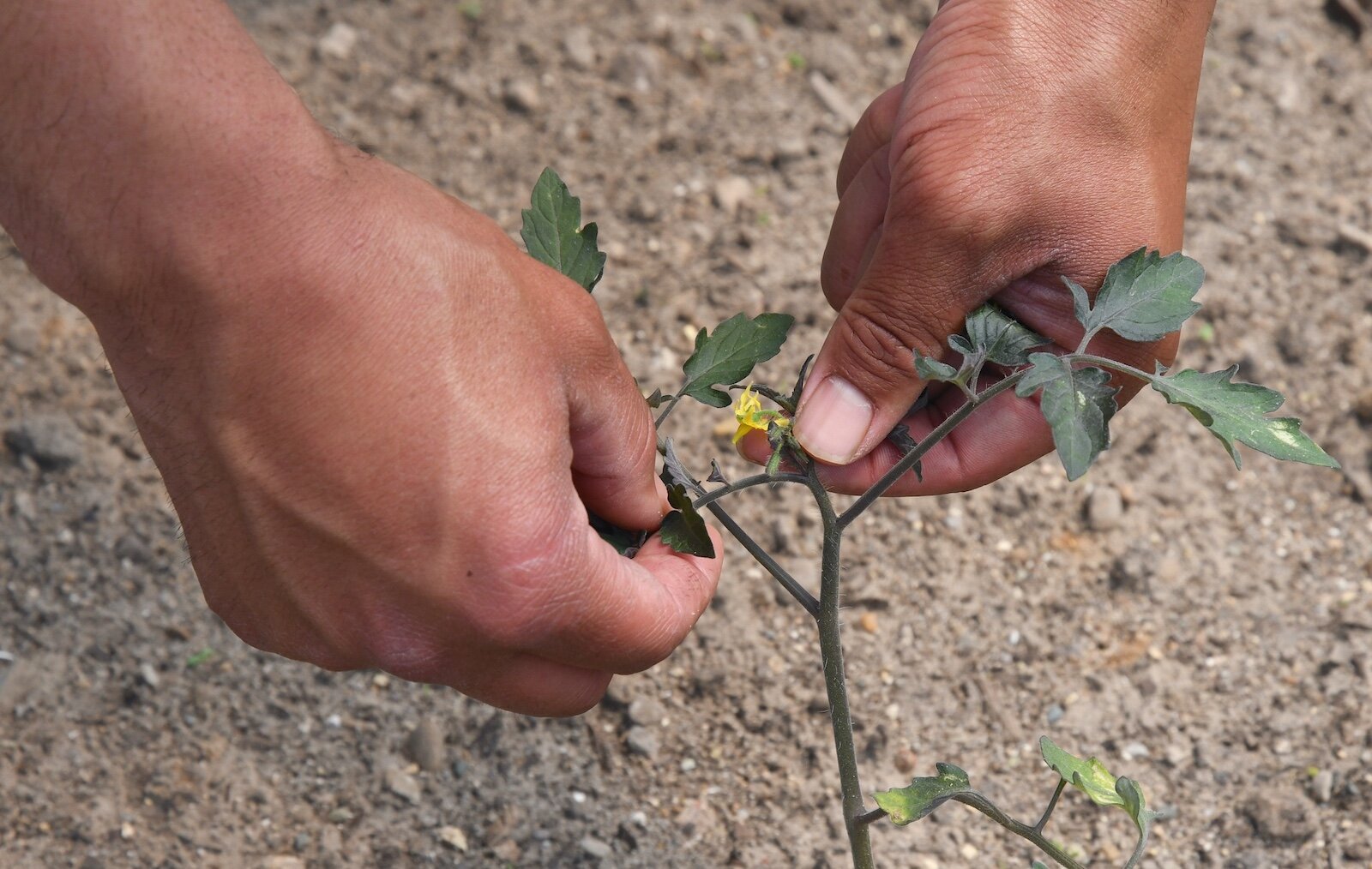 Devon Wilson examines a tomato plant inside a hoop house.