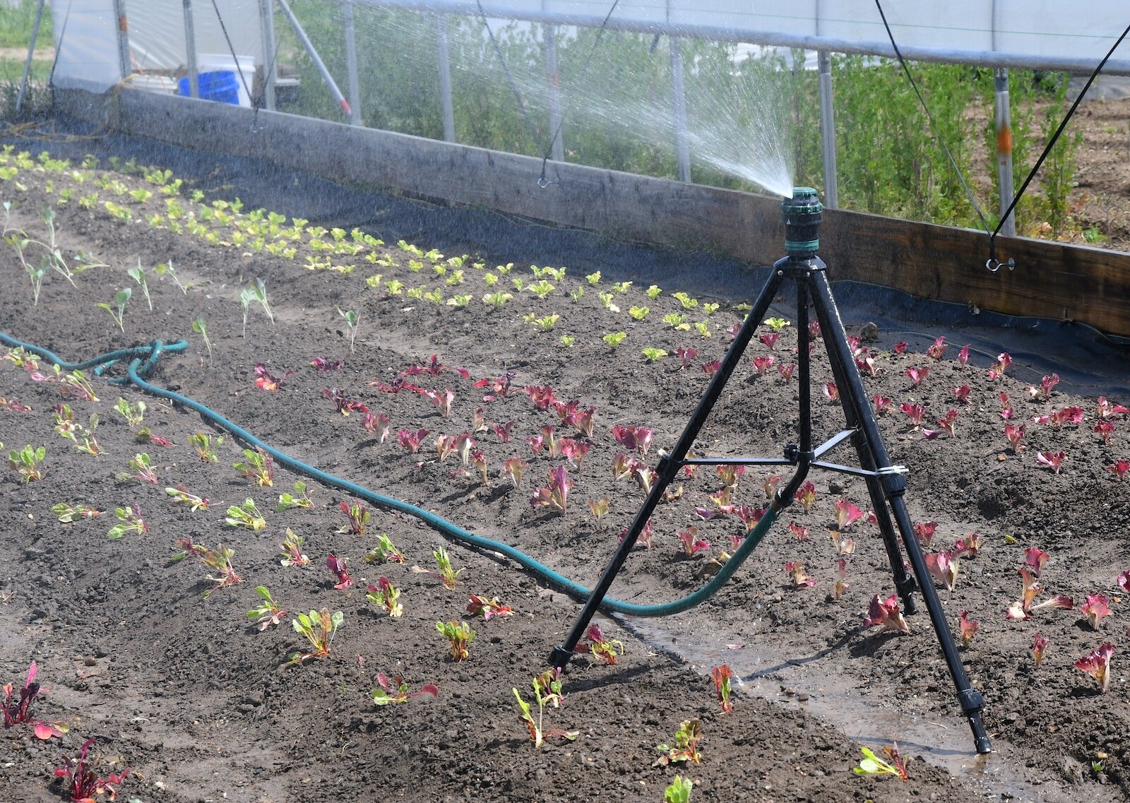 Young plants are irrigated between two hoop houses at Sunlight Gardens.