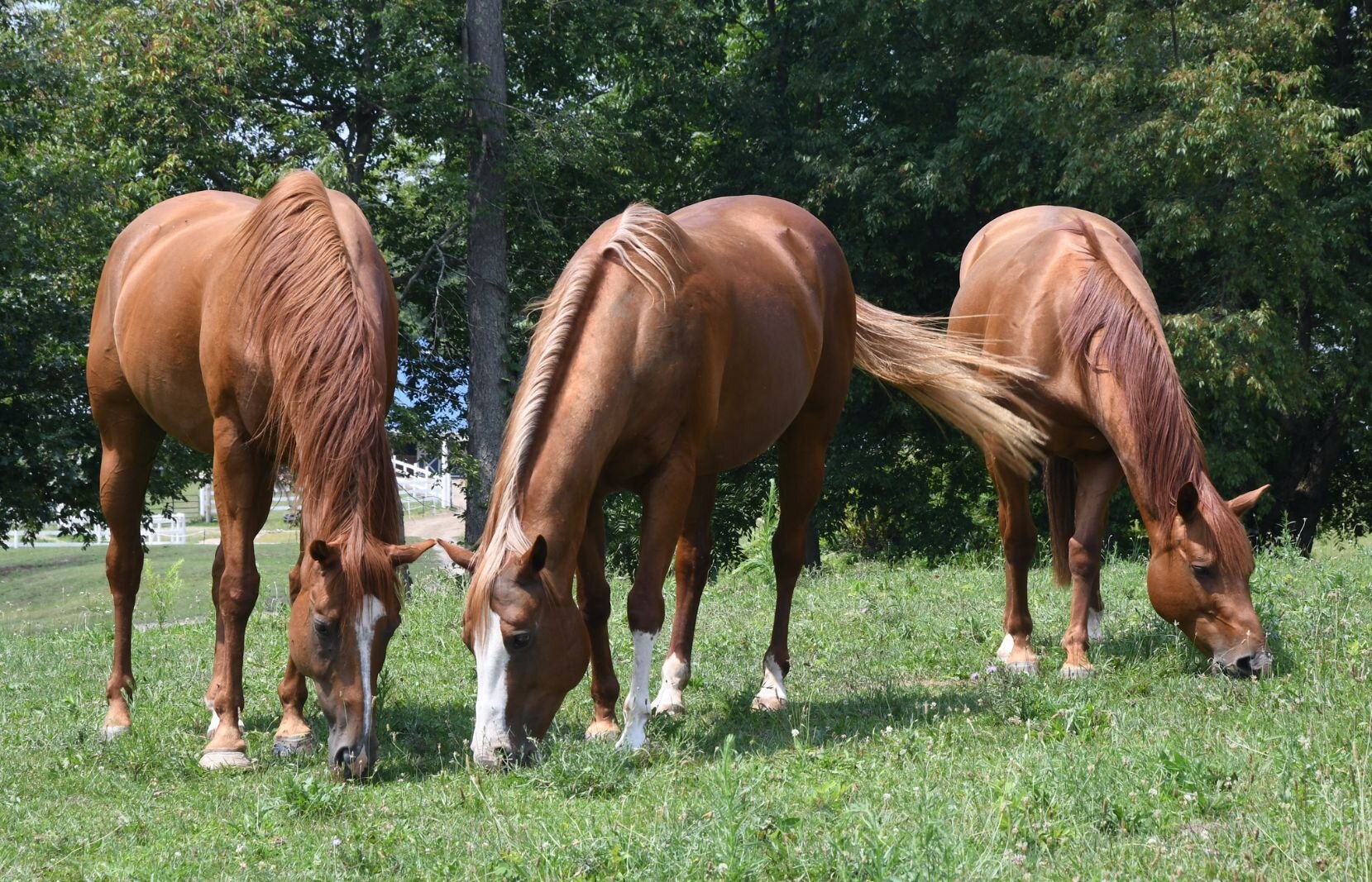 From left, Lilly, Red, and Jasper graze at Paint Pony Haven.