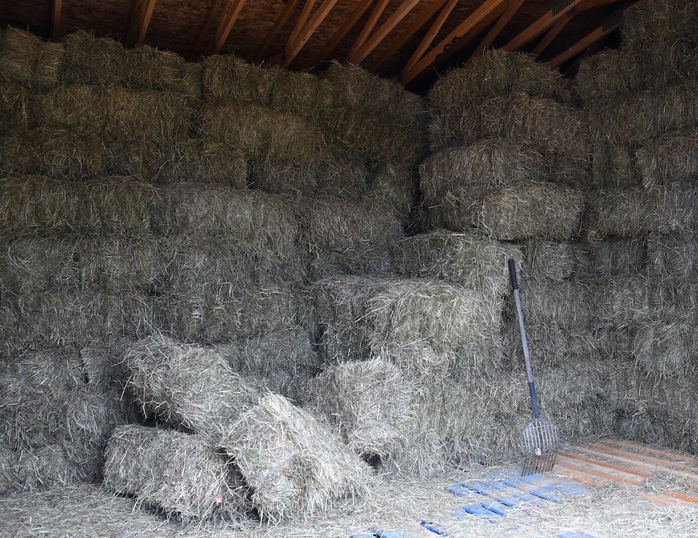 The horses at Paint Pony Haven go through many bales of hay.