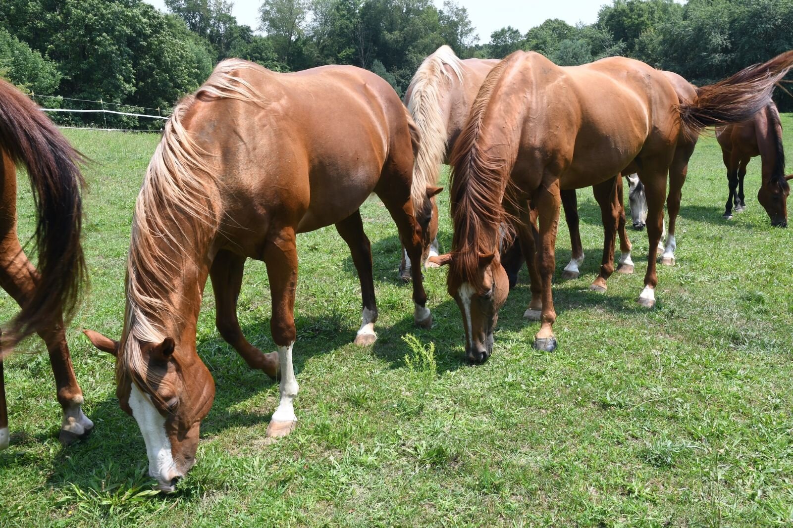 Horses grazing in a back pasture at Paint Pony Haven.