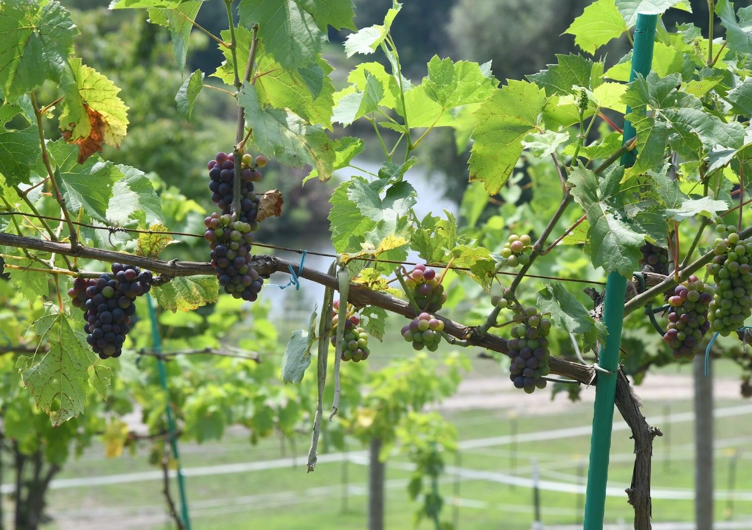 Beaujolais grapes in the vineyard at Paint Pony Haven.